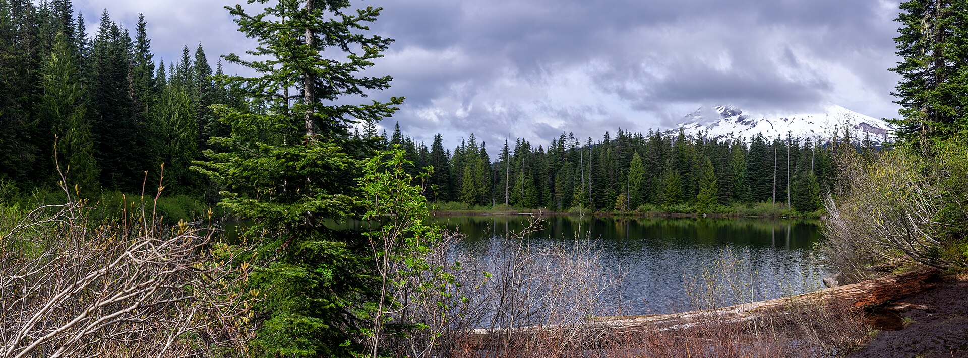 Oregon forest beneath Mount Hood